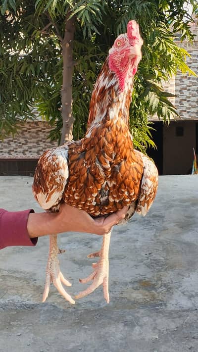 Aseel Pathay Murgay or Chuzay Available O3354O6II28 WhatsApp Only