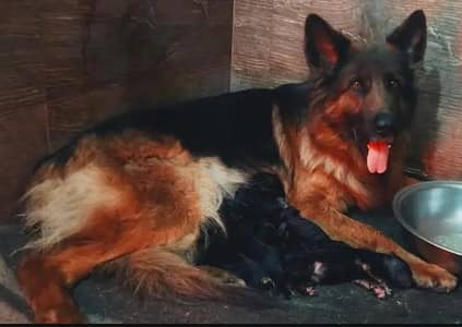 German shepherd long hair Female available for sale