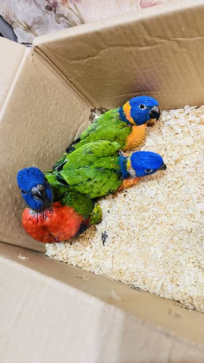 Red collar Lori chick 03174648056 WhatsApp