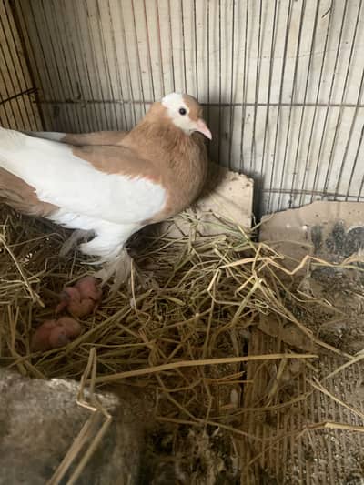 Gubara Pair with Chicks and Tedey Pair with chick For sale