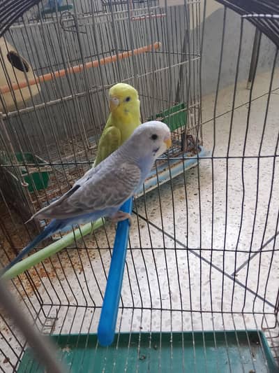 BUDGIES