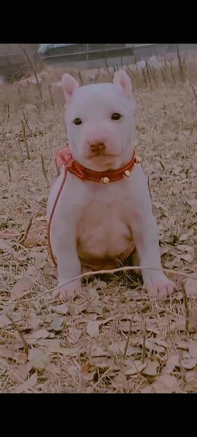Kuhati Gultair | Pink Nose | Kuhati Dog | Gultair Pair | Dog For Sale