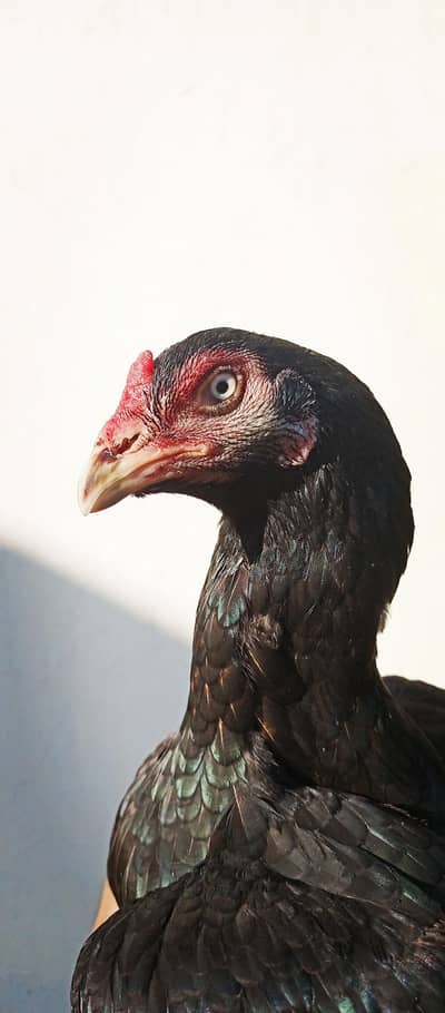 Aseel mushki mianwali