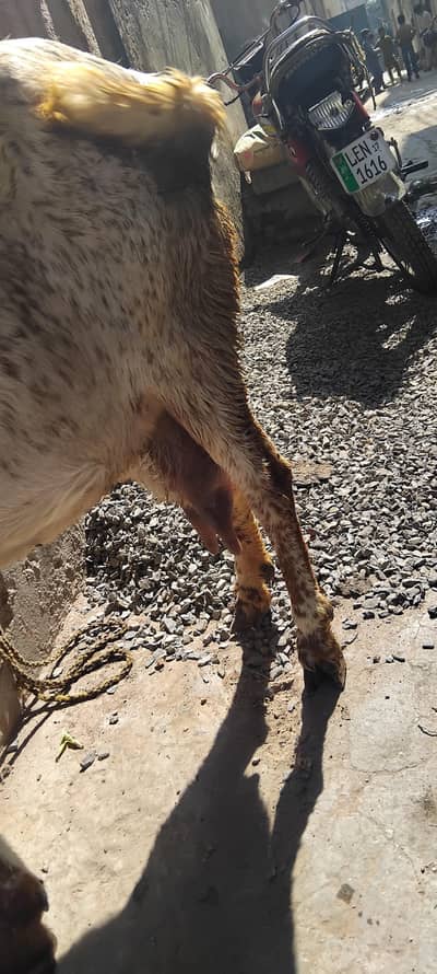 Goat and Child For Sale