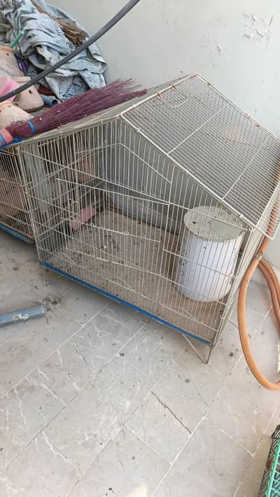 Birds Cage