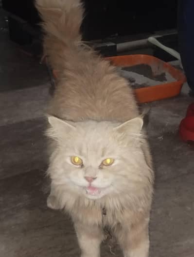 pure Persian cat male