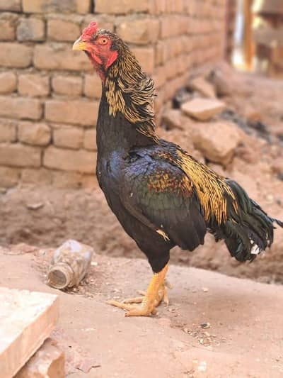 Shamo cross aseel murgha