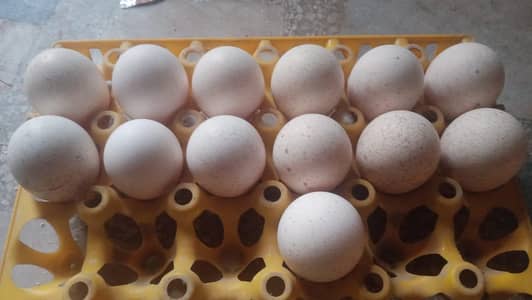 Turkey Fresh Eggs