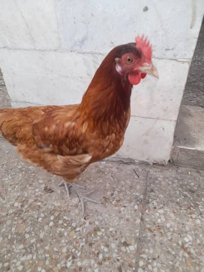 egg laying hen for sale