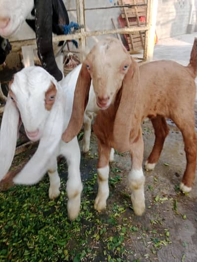 dasi Bakri baby beautiful