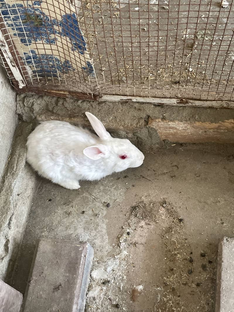 Rabbit pair 0
