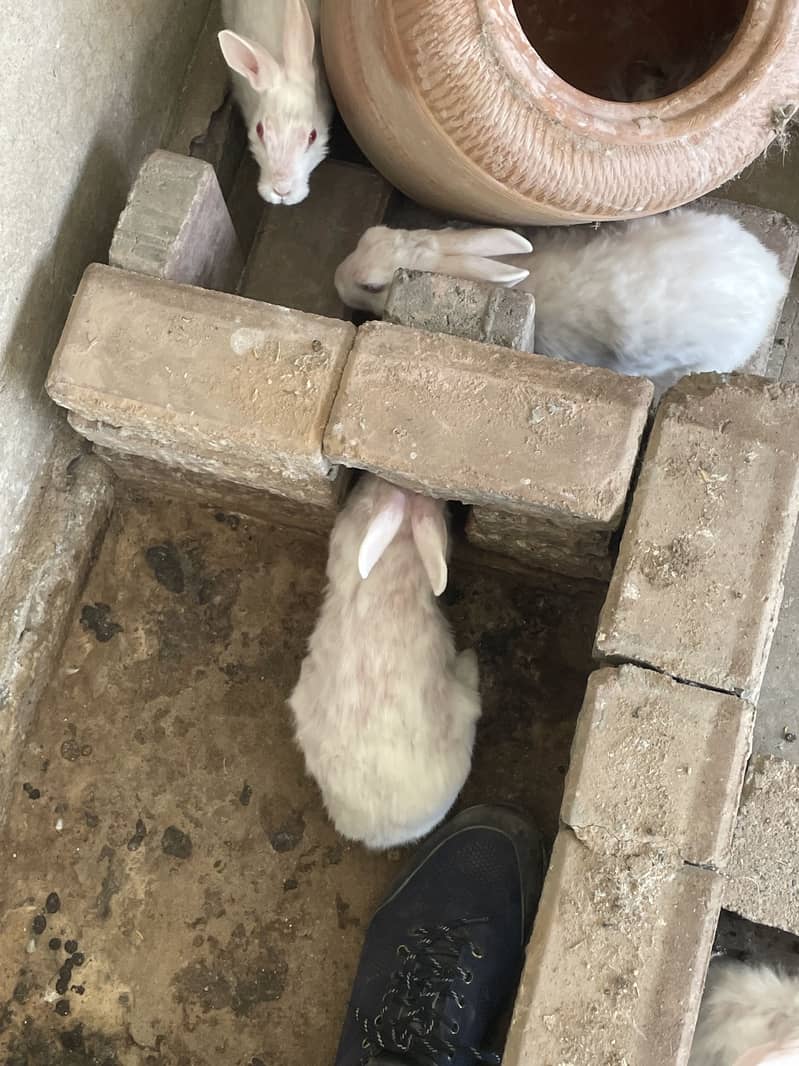 Rabbit pair 2