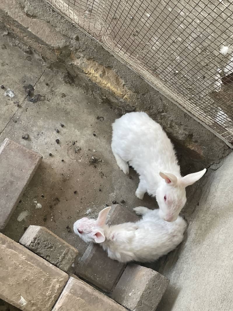 Rabbit pair 3
