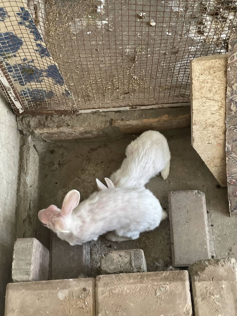 Rabbit pair 4
