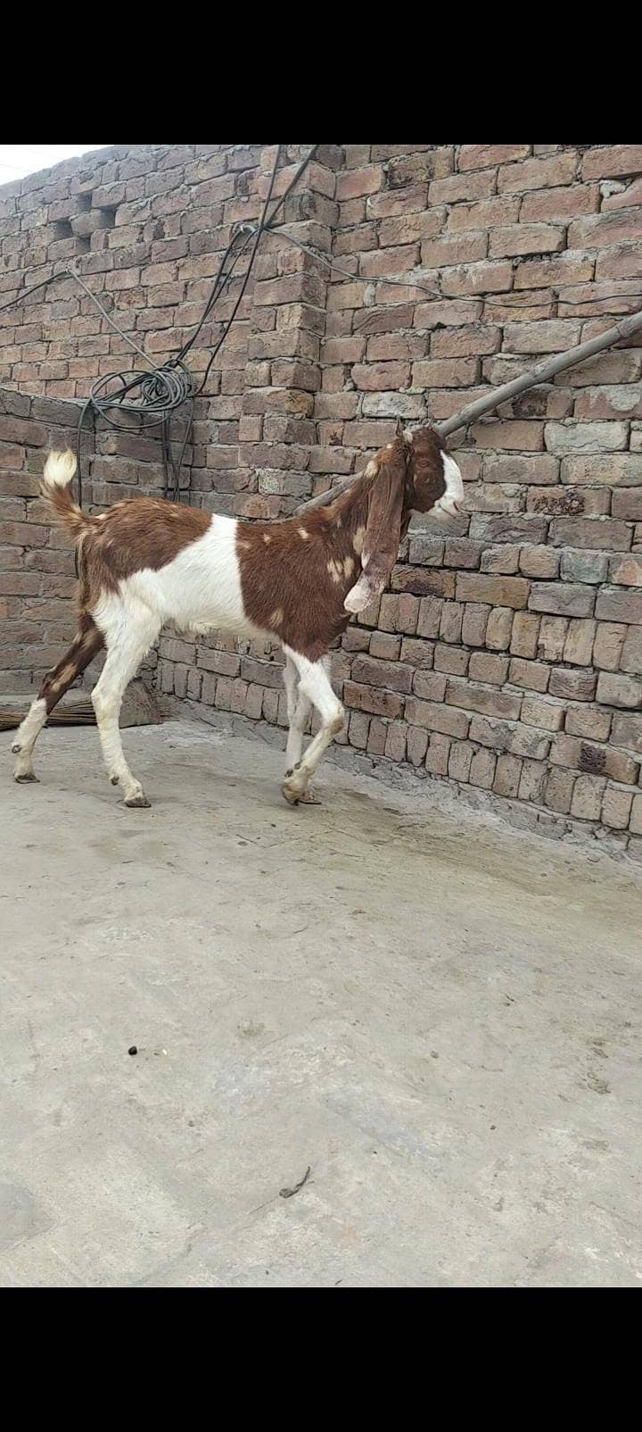 bakra 1