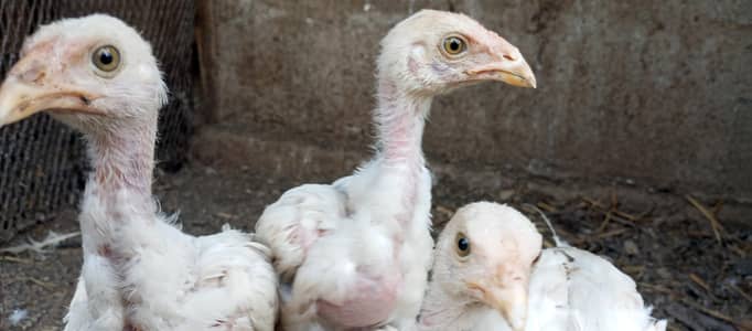 pure heera chick's per peice 5000. Aseel pair demanded 8500 fnf