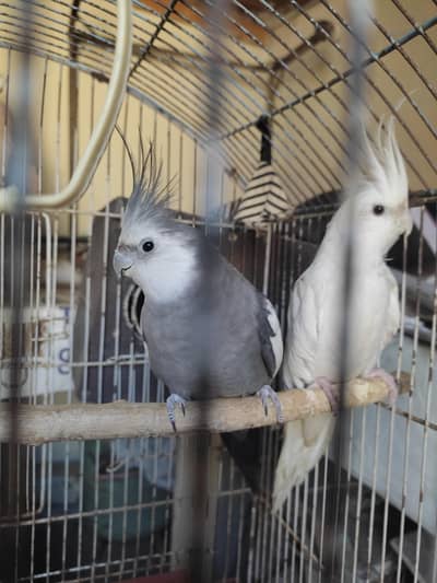 cocktail breeder pair