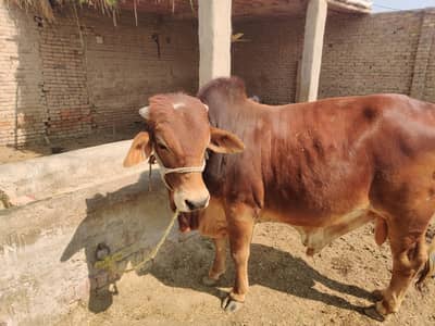 pure chulistani sahuwal bull
