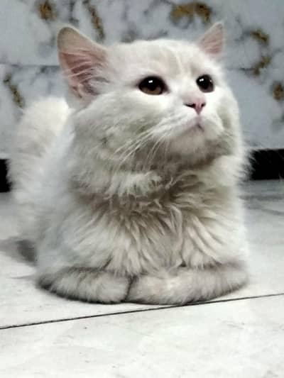 Persian cat