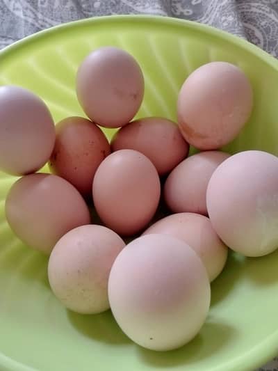 fresh fertile eggs