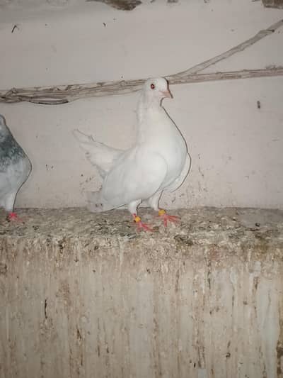 one tail pigeon lakha