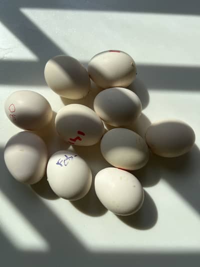 Heera Aseel Fertile eggs