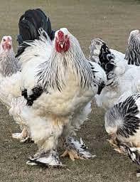 light brahma chicks 5 piece