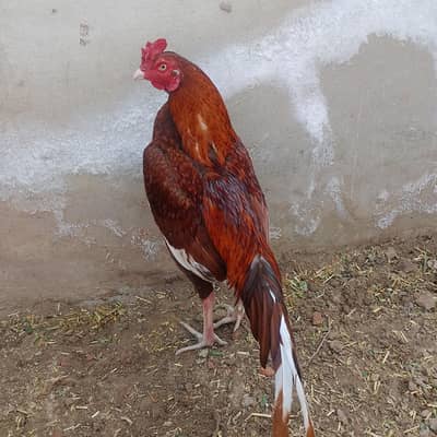 aseel male for sale