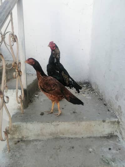 Breeder m uskha just male for sale and exchange