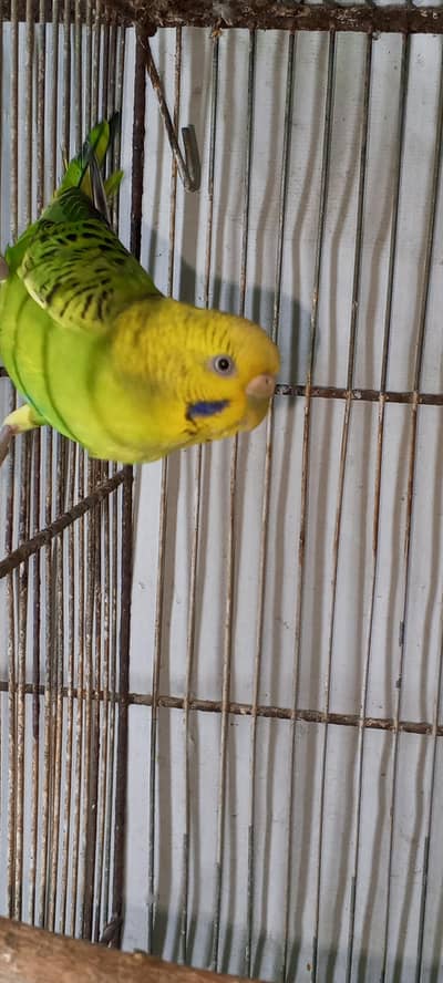 Budgie Female for sale. Ready to 2nd breed, karachi