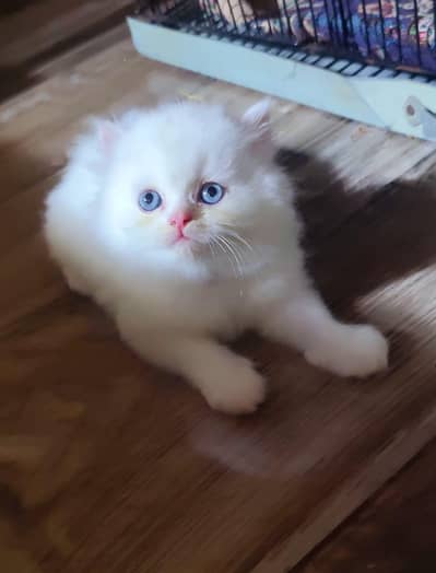 Persian kitten female long coat for safe