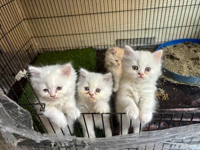Persian cat/ kitten/ punch face/ doll face / double coat / breeder cat