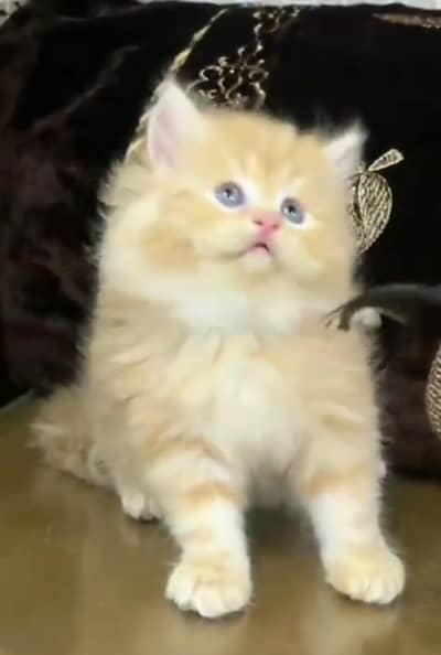 Persian Cats & Kittens for Sale may WhatsApp 03493839133