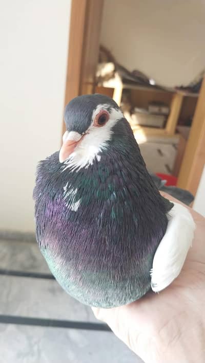 Black Khal Male Pigeon