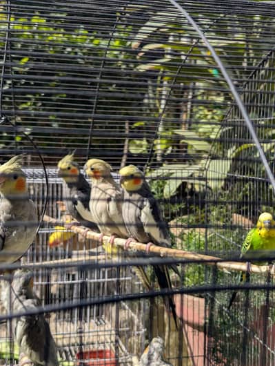 breading cocktail pairs  n handtame