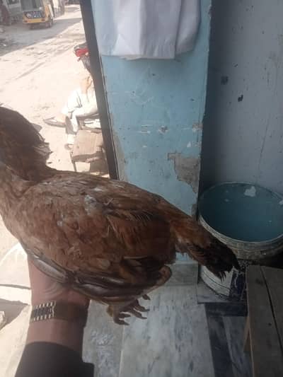 murgia ando pr tayar ha