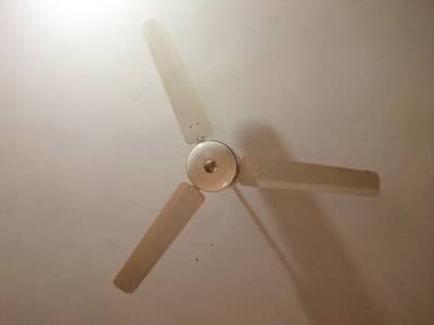 Royal Fan is for sale