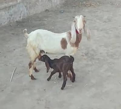 Sindhi Bakri sath female bacha