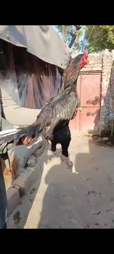 aseel murga | breeder murga | mushka murga | lasani | aseel patha