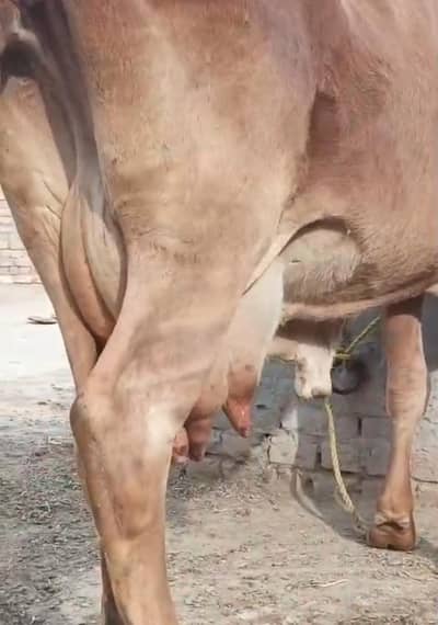 ساہیوال ولایتی نسل گائے