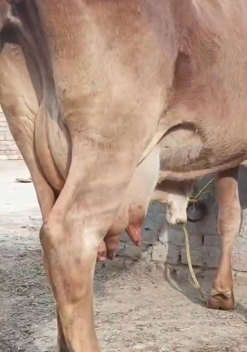 ساہیوال ولایتی نسل گائے 0