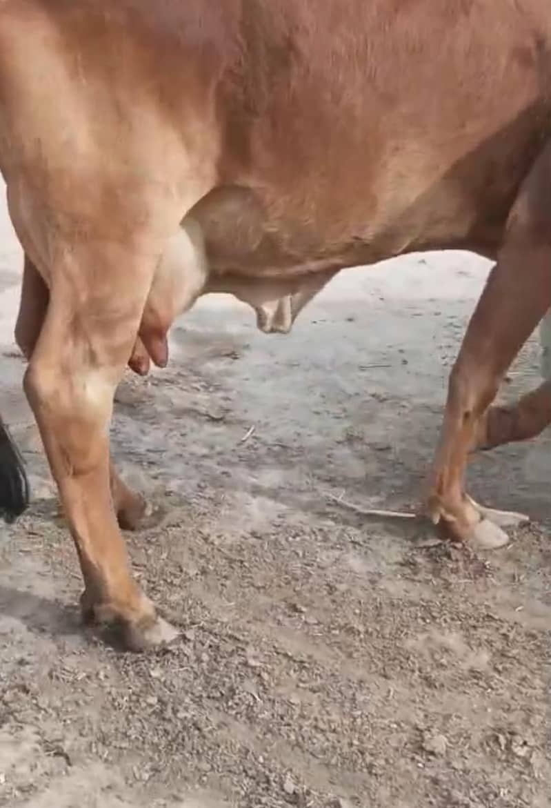 ساہیوال ولایتی نسل گائے 1