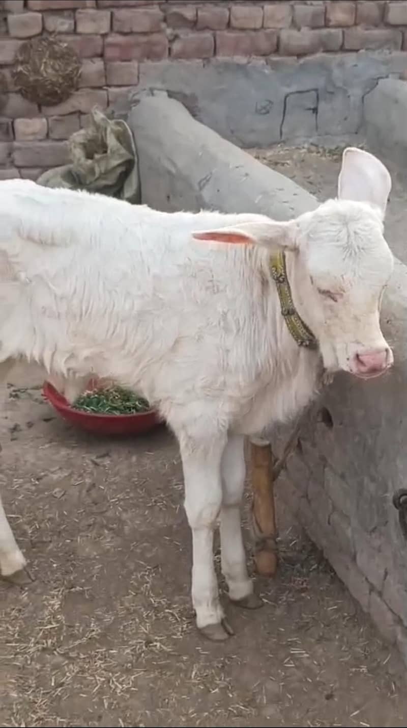 ساہیوال ولایتی نسل گائے 4