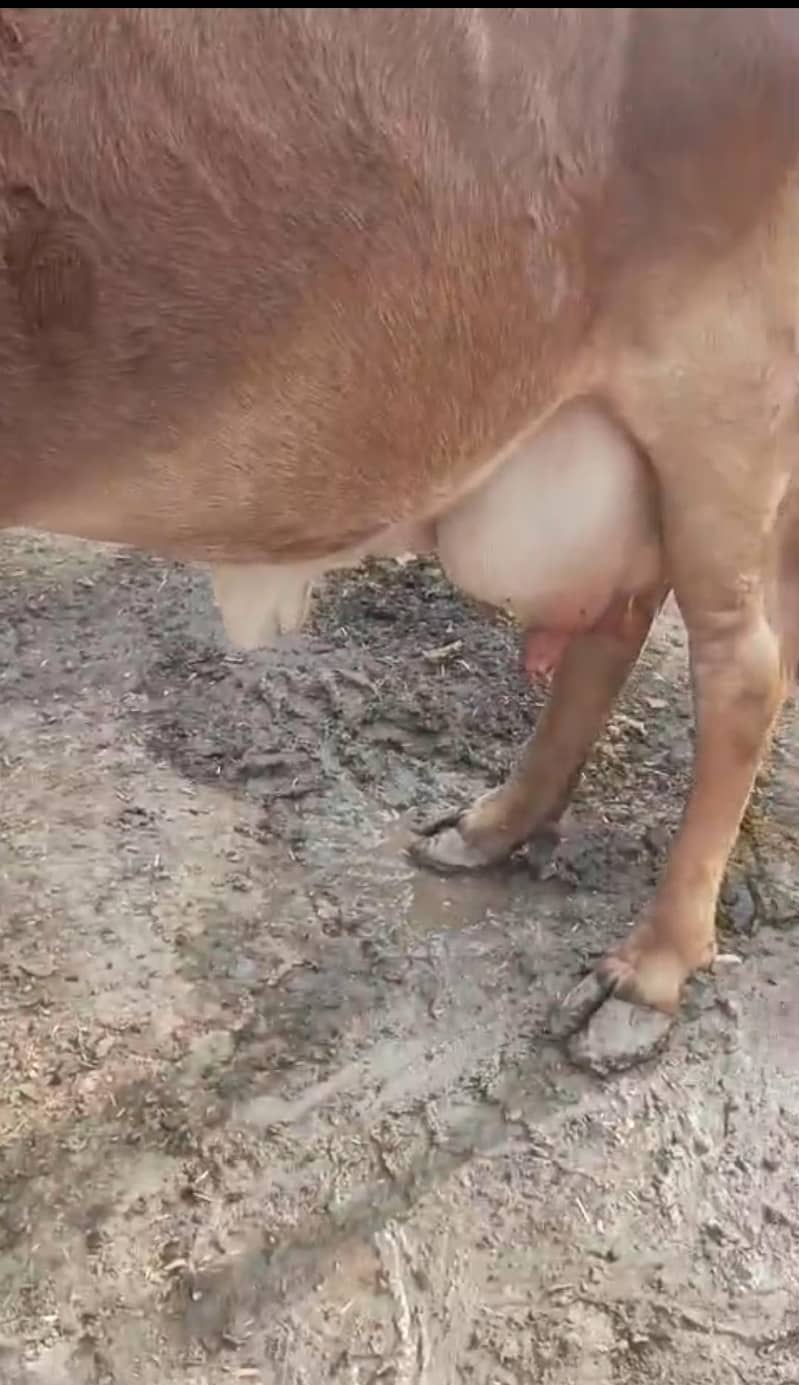 ساہیوال ولایتی نسل گائے 5