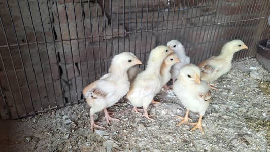 High quality Aseel Chicks
