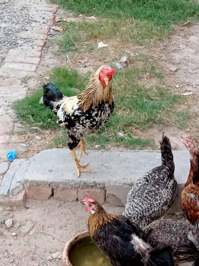 chena murga + golden misri murgi