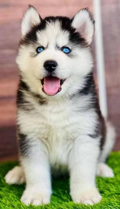 husky puppies 03111968618