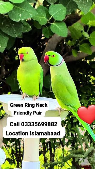 Pair Friendly Green Ring Neck Parrots Breeder Male/Female