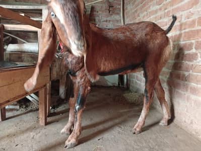 nager path pahla sow 4 month 5 din k guban bakri call 03018849331