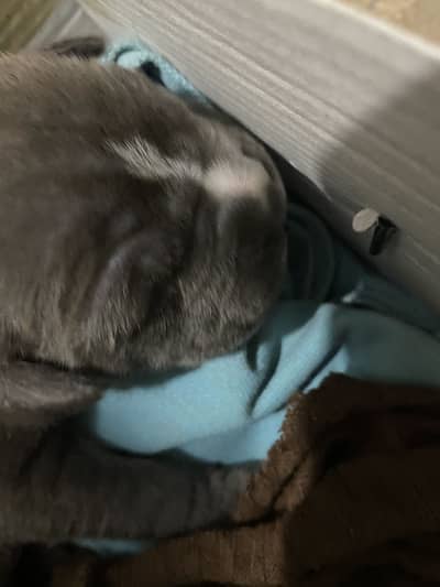 PitBull Puppy For sale